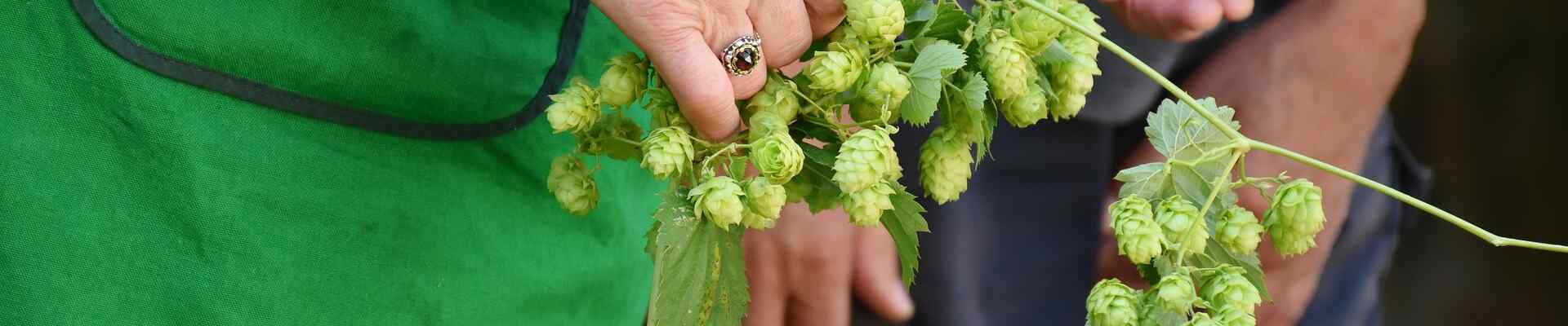 hop-harvest-1596077_1920